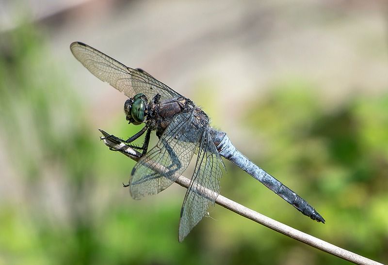Orthetrum cancellatum  - Alessandro Francolini