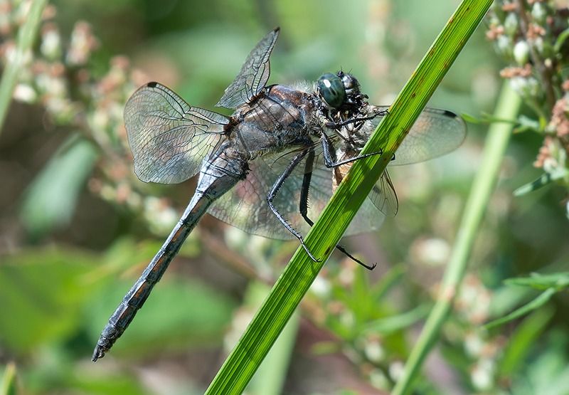 Orthetrum cancellatum  - Alessandro Francolini