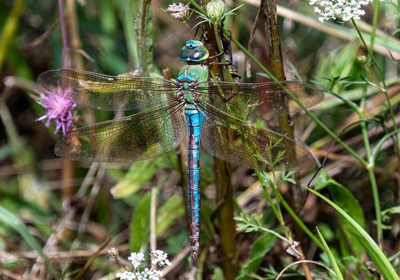 Anax imperator  - Alessandro Francolini