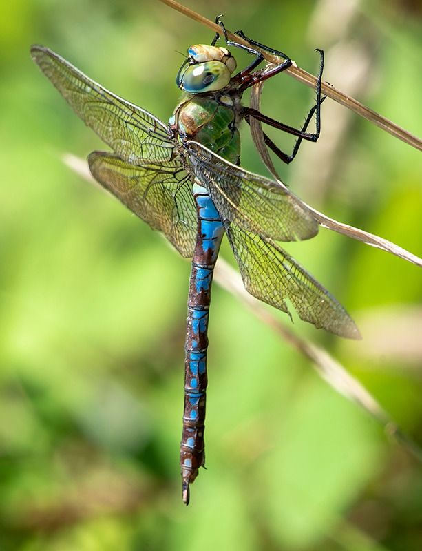 Anax imperator  - Alessandro Francolini