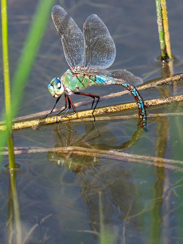 Anax imperator  - Alessandro Francolini