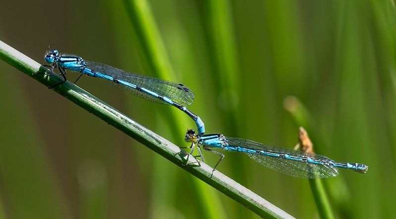 Enallagma cyathigerum  - Alessandro Francolini