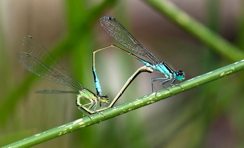 Ischnura elegans  - Alessandro Francolini