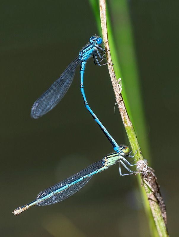 Erythromma lindenii  - Alessandro Francolini