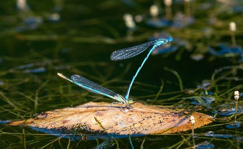 Erythromma lindenii  - Alessandro Francolini