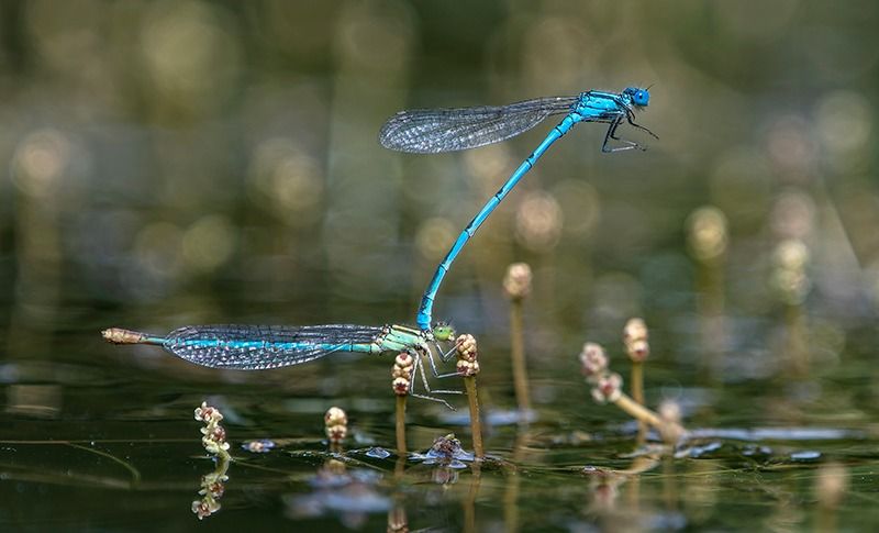 Erythromma lindenii  - Alessandro Francolini