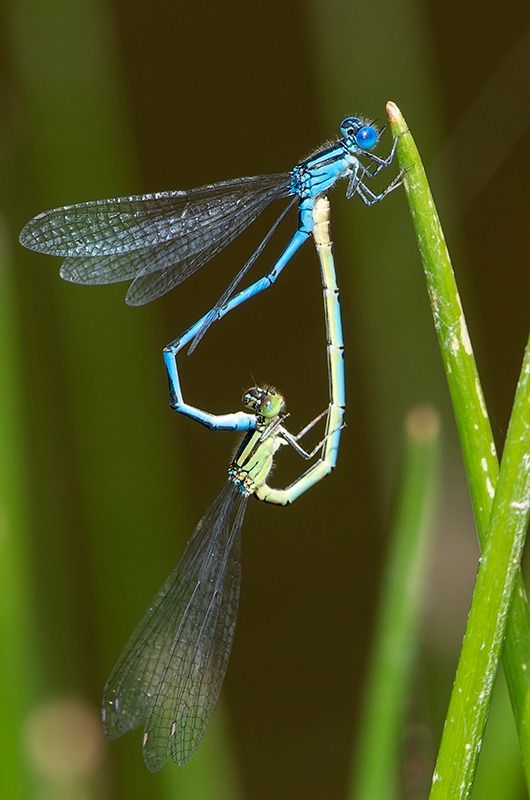 Erythromma lindenii  - Alessandro Francolini