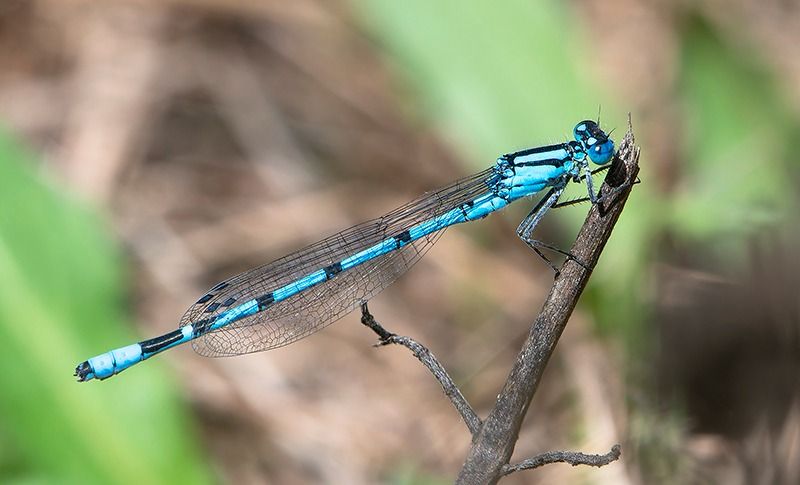 Enallagma cyathigerum  - Alessandro Francolini