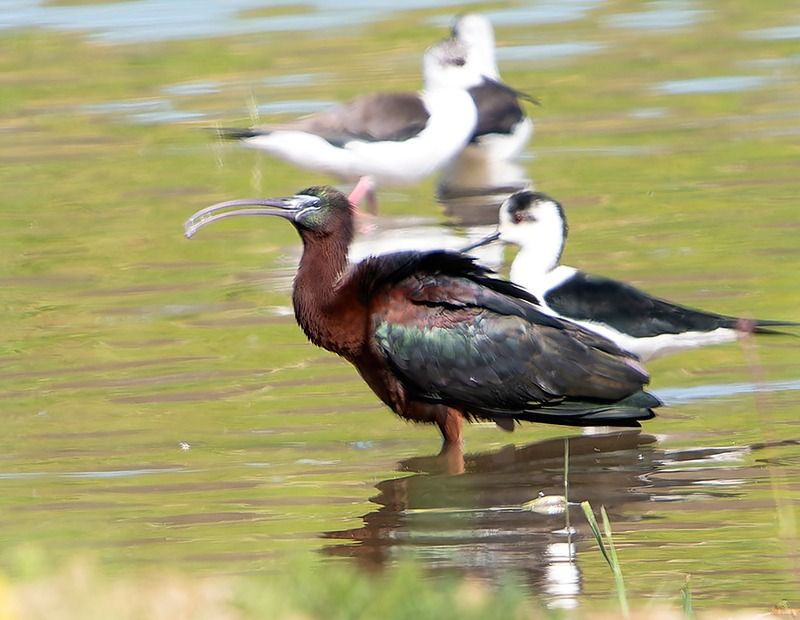 Mignattaio  - Alessandro Francolini