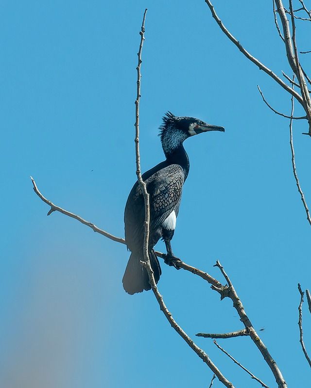 Cormorano  - Alessandro Francolini