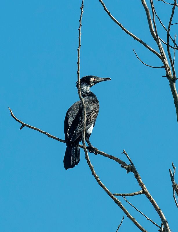 Cormorano  - Alessandro Francolini