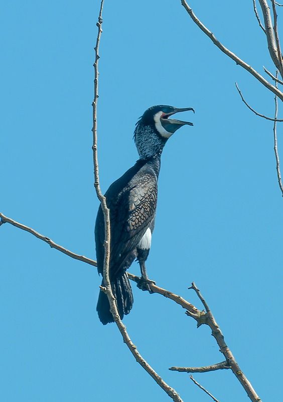 Cormorano  - Alessandro Francolini