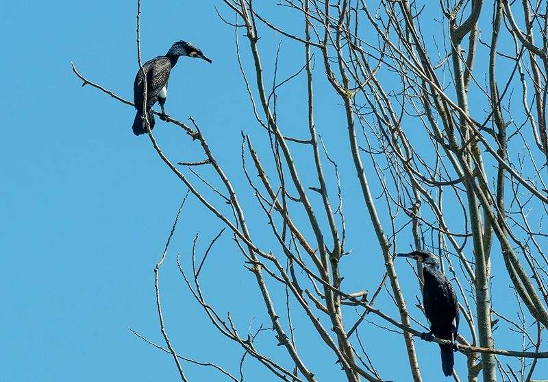 Cormorano  - Alessandro Francolini