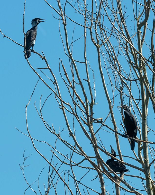 Cormorano  - Alessandro Francolini
