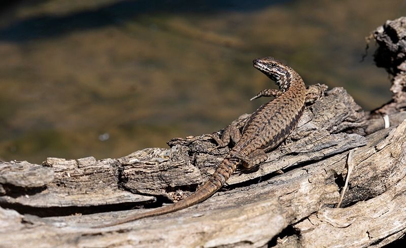 Podarcis muralis maculiventris  - Alessandro Francolini