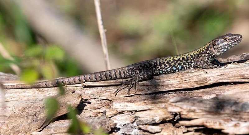 Podarcis muralis maculiventris  - Alessandro Francolini