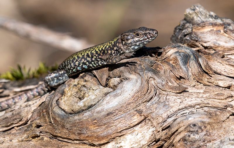 Podarcis muralis maculiventris  - Alessandro Francolini