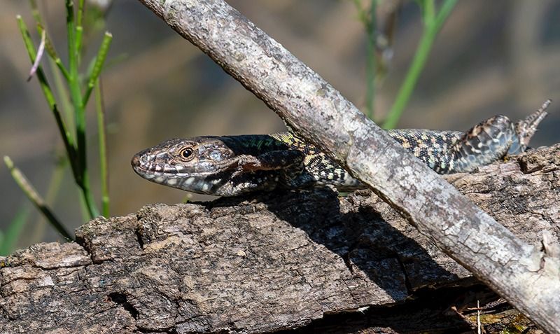 Podarcis muralis maculiventris  - Alessandro Francolini