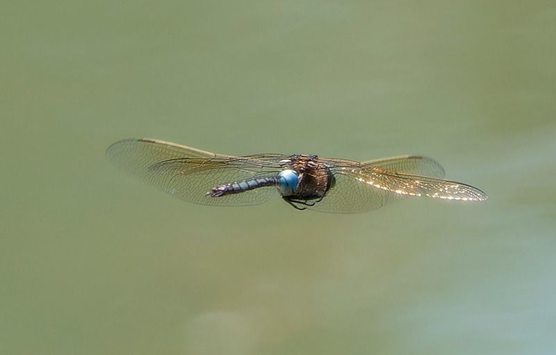 Anax parthenope  - Alessandro Francolini