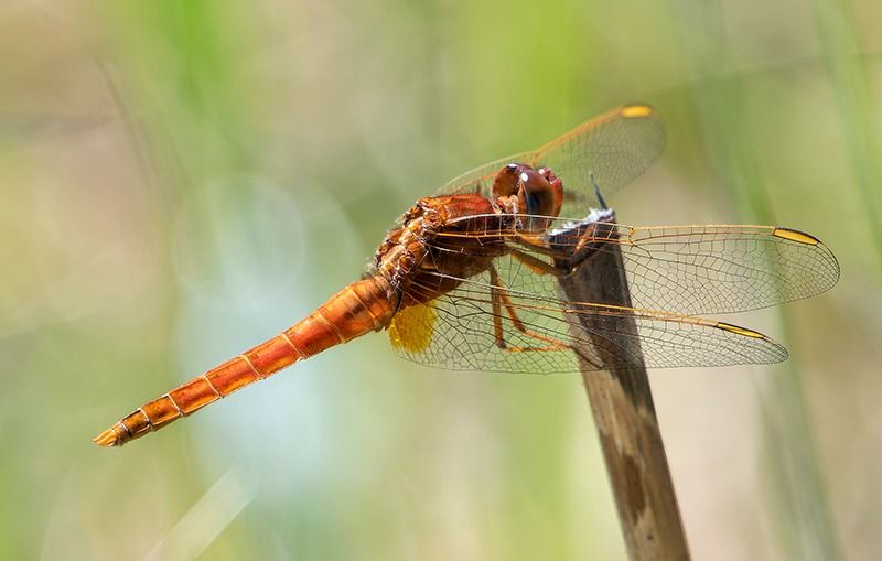 Crocothemis erythraea  - Alessandro Francolini