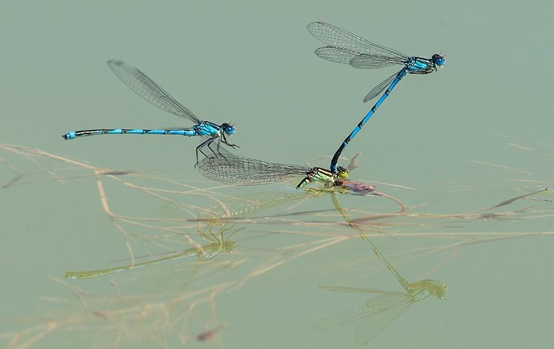 Erythromma lindenii  - Alessandro Francolini