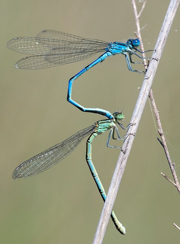 Erythromma lindenii  - Alessandro Francolini