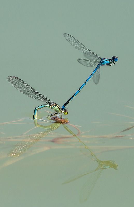 Erythromma lindenii  - Alessandro Francolini