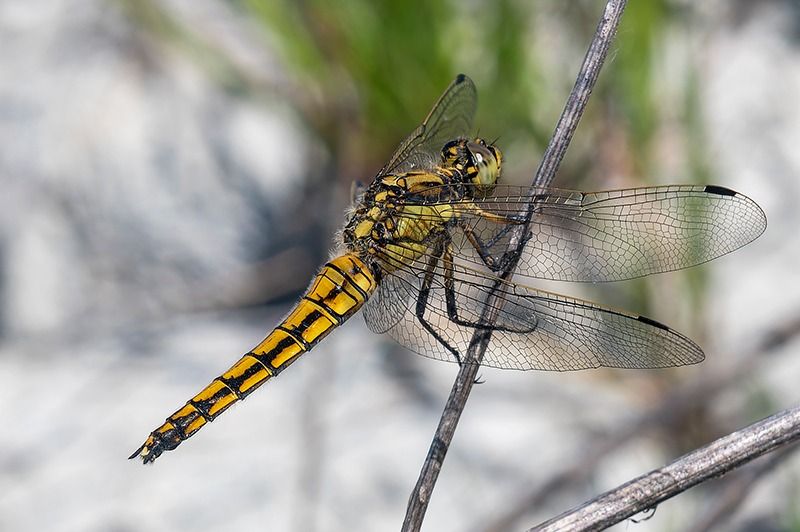 Orthetrum cancellatum  - Alessandro Francolini