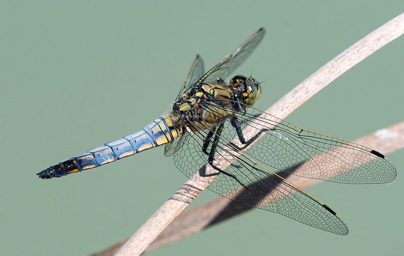 Orthetrum cancellatum  - Alessandro Francolini