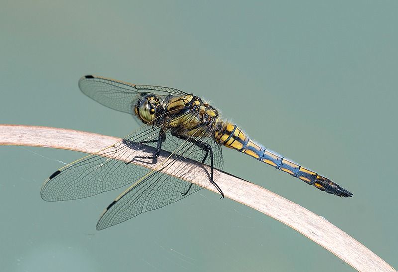 Orthetrum cancellatum  - Alessandro Francolini