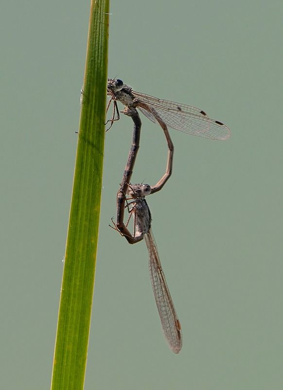 Sympecma fusca  - Alessandro Francolini