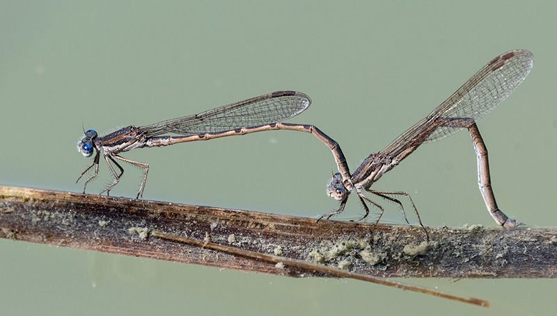 Sympecma fusca  - Alessandro Francolini