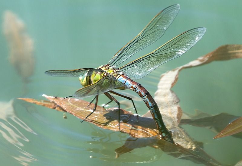 Anax imperator  - Alessandro Francolini