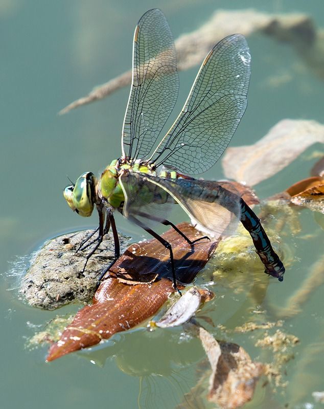 Anax imperator  - Alessandro Francolini