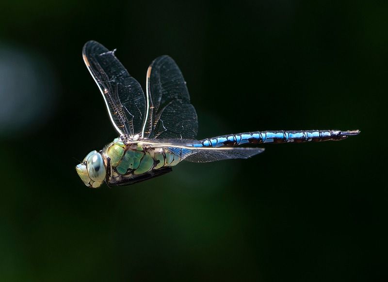 Anax imperator  - Alessandro Francolini