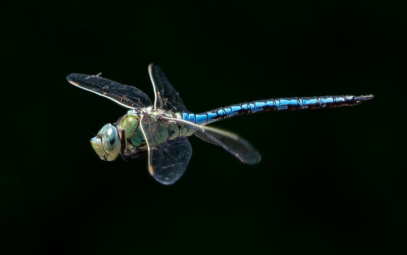 Anax imperator  - Alessandro Francolini