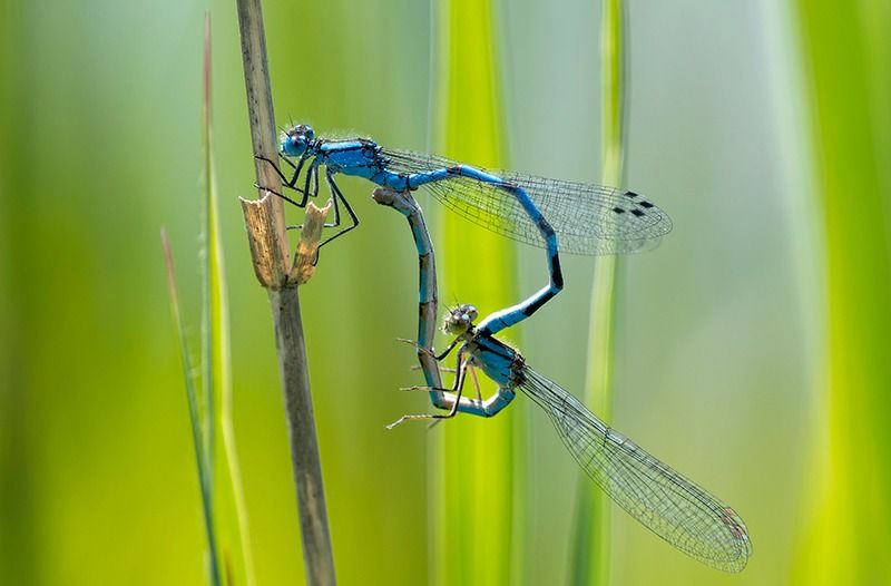 Enallagma cyathigerum  - Alessandro Francolini