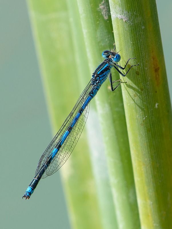 Erythromma lindenii  - Alessandro Francolini