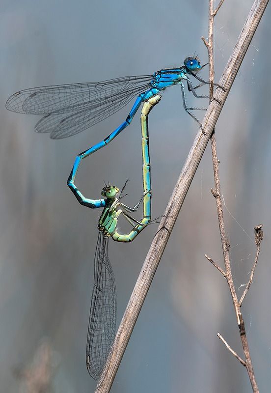 Erythromma lindenii  - Alessandro Francolini