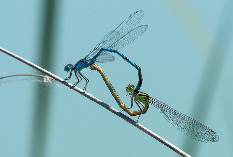 Erythromma lindenii  - Alessandro Francolini