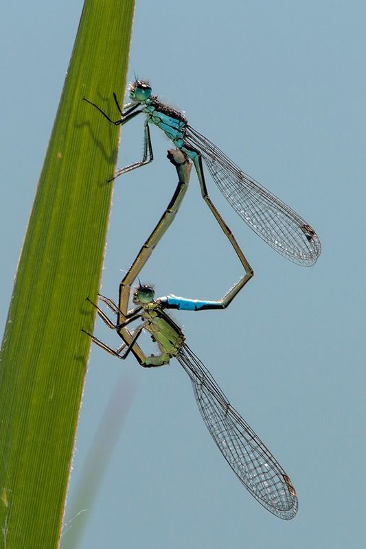 Ischnura elegans  - Alessandro Francolini