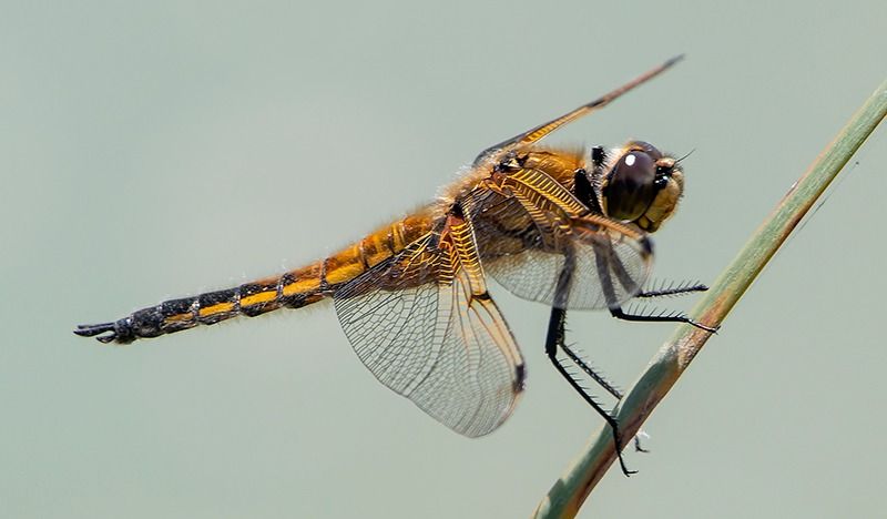 Libellula quadrimaculata  - Alessandro Francolini
