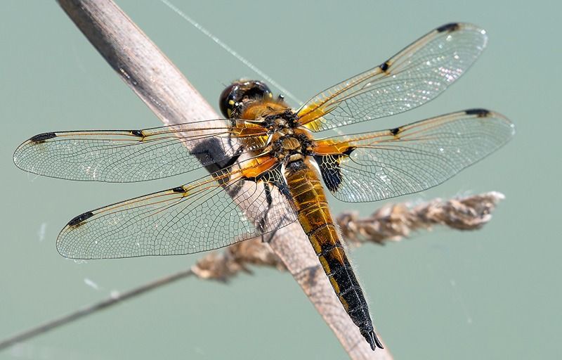 Libellula quadrimaculata  - Alessandro Francolini
