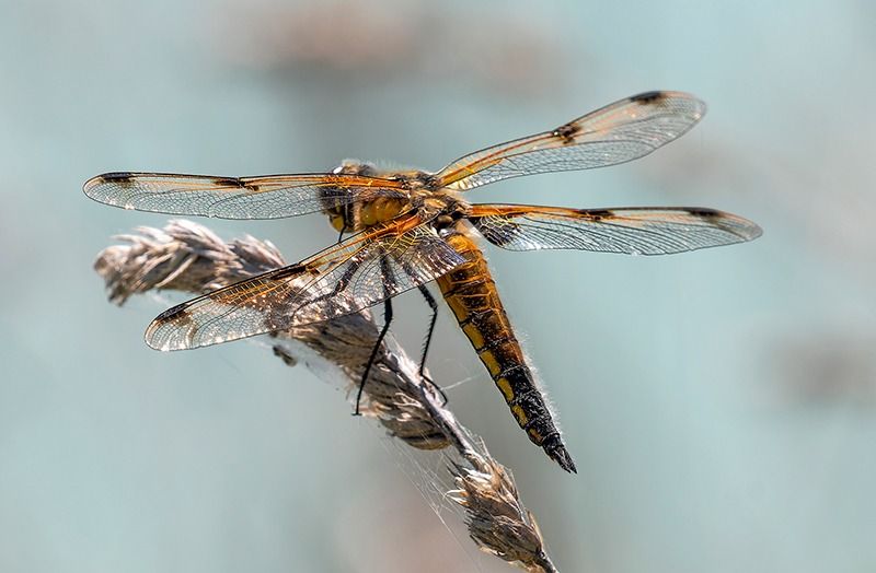 Libellula quadrimaculata  - Alessandro Francolini