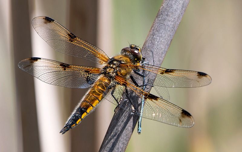 Libellula quadrimaculata  - Alessandro Francolini