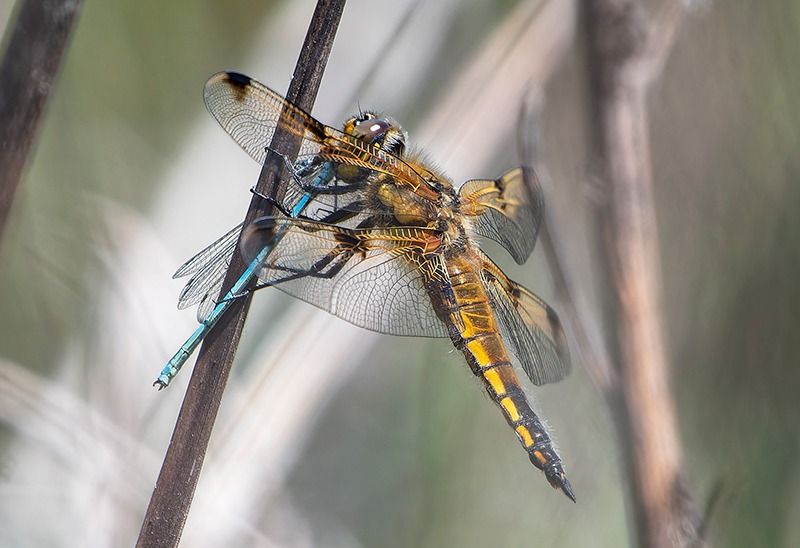 Libellula quadrimaculata  - Alessandro Francolini