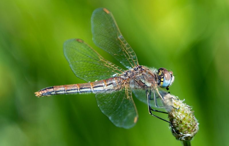 Sympetrum fonscolombii  - Alessandro Francolini