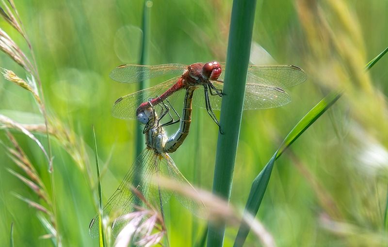 Sympetrum fonscolombii  - Alessandro Francolini