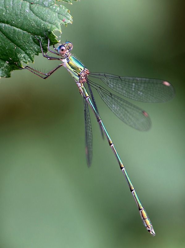 Chalcolestes viridis  - Alessandro Francolini