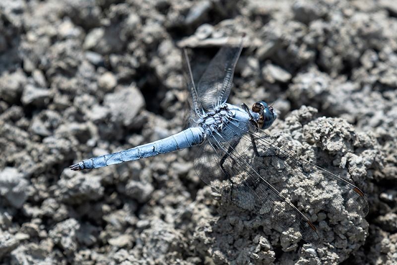 Orthetrum brunneum  - Alessandro Francolini